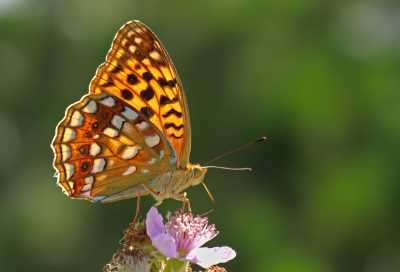Yaban Hayatı (Fauna) Gözlemciliğ